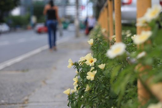 salvador, bahia / brazil - september 21, 2016: Flowers are seen at the Tancredo Neves Avenue flowerbed in the city of Salvador.