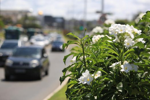 salvador, bahia / brazil - september 21, 2016: Flowers are seen at the Tancredo Neves Avenue flowerbed in the city of Salvador.