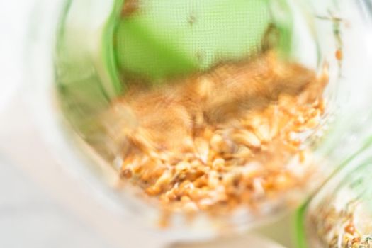 Day 4. Growing organic sprouts in a mason jar with sprouting lid on the kitchen counter.