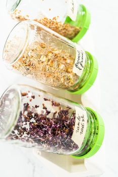 Day 4. Growing organic sprouts in a mason jar with sprouting lid on the kitchen counter.