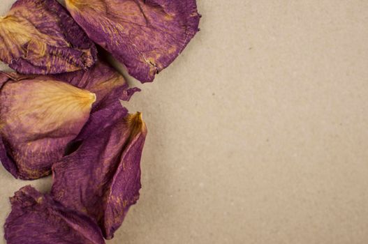 dry rose petals on brown background