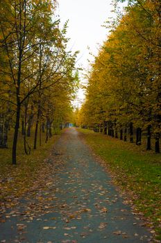 Autumn forest scenery with road of fall leaves