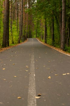 asphalt road in the forest in autumn