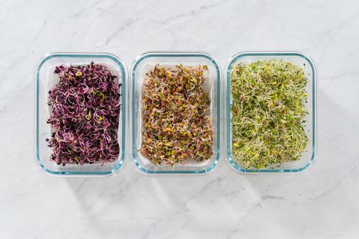 Day 6. Flat lay. Packaging freshly harvested organic sprouts into a glass container lined with paper towels.