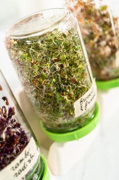 Day 6. Growing organic sprouts in a mason jar with sprouting lid on the kitchen counter.