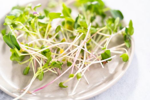 Freshly harvested radish microgreens in a bowl.