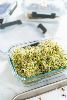 Day 6. Packaging freshly harvested organic sprouts into a glass container lined with paper towels.
