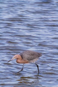 Reddish heron in natural habitat on South Padre Island, TX.