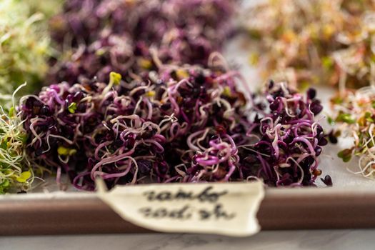 Day 6. Drying freshly harvested organic sprouts on a baking sheet lined with a paper towel.