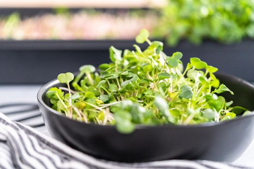 Freshly harvested radish microgreens in a bowl.