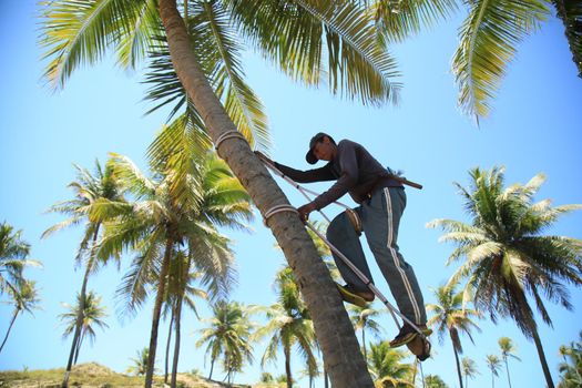 conde, bahia, brazil - october 9, 2021: worker uses harness to climb coconut tree to harvest dry coconut on a plantation in the city of conde, north coast of bahia.