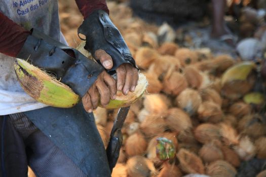 conde, bahia, brazil - october 7, 2021: a worker peels dried coconut fruit on a farm in the rural area of the municipality of Conde, north coast of Bahia.