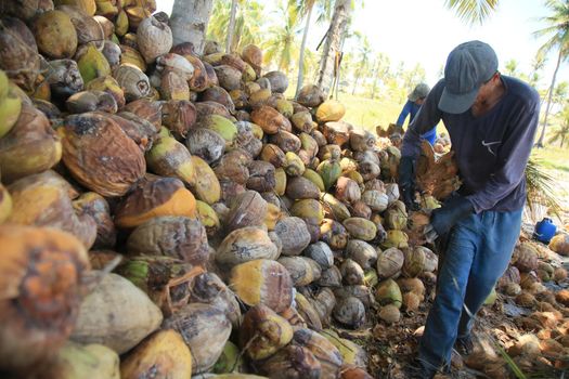 conde, bahia, brazil - october 7, 2021: a worker peels dried coconut fruit on a farm in the rural area of the municipality of Conde, north coast of Bahia.
