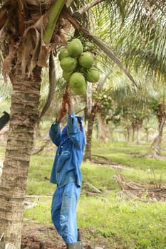 conde, bahia, brazil - october 6, 2021: Green coconut harvest on a farm in the rural area of the municipality of Conde, north coast of Bahia.