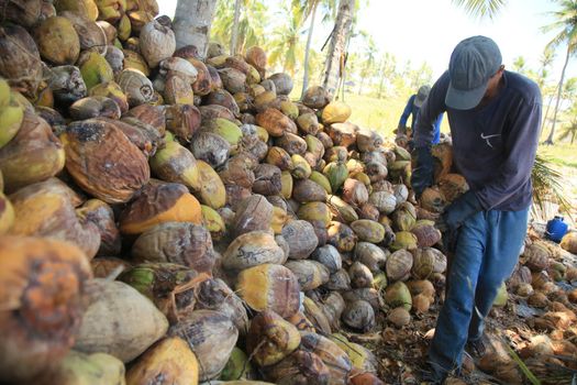conde, bahia, brazil - october 7, 2021: a worker peels dried coconut fruit on a farm in the rural area of the municipality of Conde, north coast of Bahia.