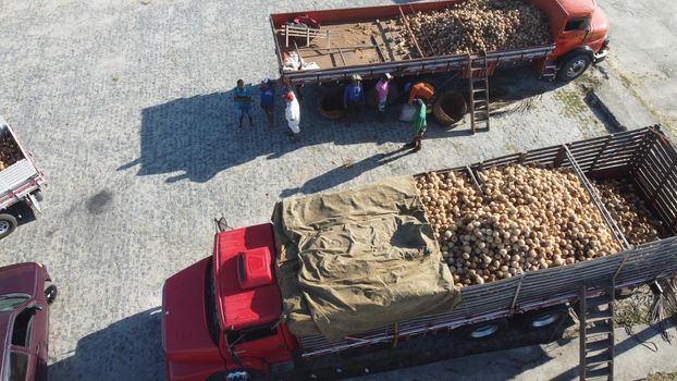 conde, bahia, brazil - october 9, 2021: Dry coconut trade at a fair in the city of Conde, north coast of Bahia.