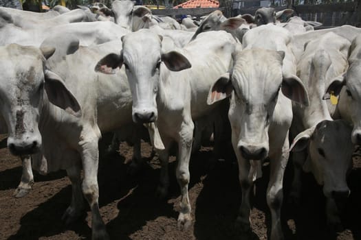 conde, bahia, brasil - january 7, 2022: Cattle are seen in a corral of a farm in the city of Conde.