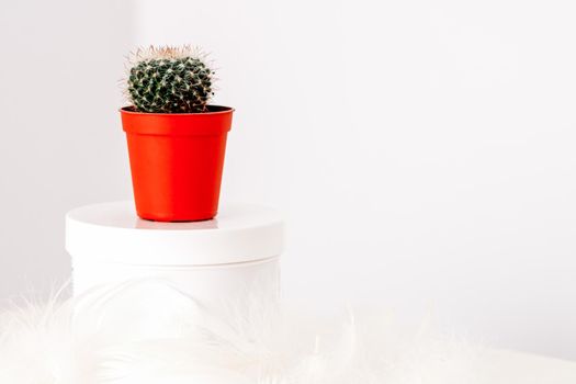 White jar with cosmetic cream lotion and natural green cactus in the pot against a white background, mock-up, copy space