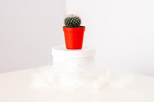 White jar with cosmetic cream lotion and natural green cactus in the pot against a white background, mock-up, copy space