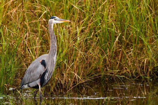 Great blue heron in native habitat on South Padre Island, TX.