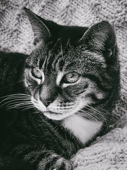 Beautiful female tabby cat at home, adorable domestic pet, black and white portrait, close-up