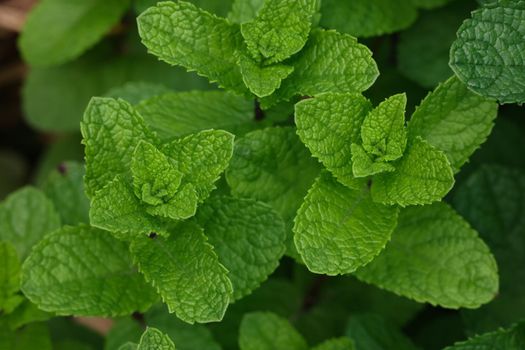Close up fresh green mint leaves growing on herb garden bed in open ground, elevated top view, directly above