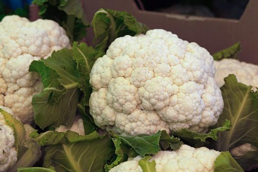 Close up box of fresh cauliflower cabbages at retail display of farmer market, high angle view