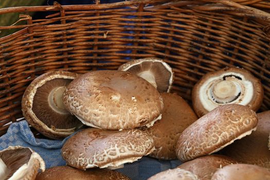 Close up mature brown portobello edible mushrooms (Agaricus bisporus) in wicker wooden basket at retail display, high angle view