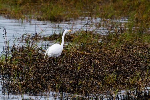 Snowy egret in native habitat on South Padre Island, TX.