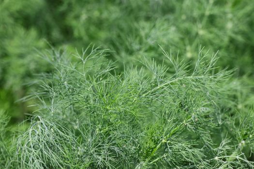 Close up fresh green dill or fennel growing on herb and spice garden bed in open ground, elevated top view, directly above