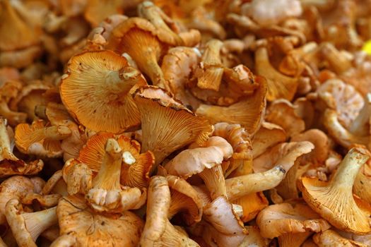 Close up yellow chanterelle edible mushrooms (Cantharellus cibarius) at retail display, high angle view