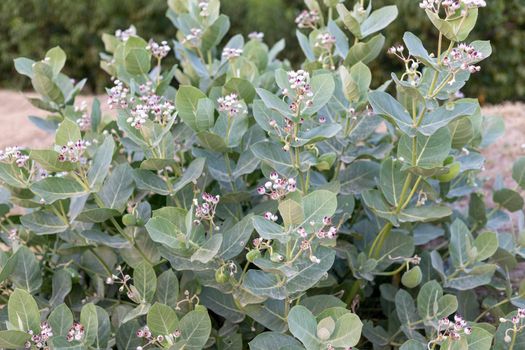 Calotropis gigantea plant full bloom in the summer