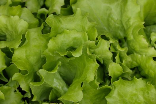 Close up sprouts of fresh spring green lettuce leaves growing on vegetable garden bed in open ground, elevated top view, directly above