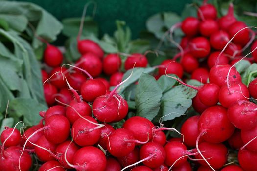 Close up heap of many fresh radish bunches with greens at retail display of farmer market, high angle view