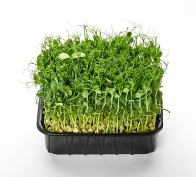 Close up fresh green peas microgreen sprouts in black plastic tray isolated on white background, high angle view