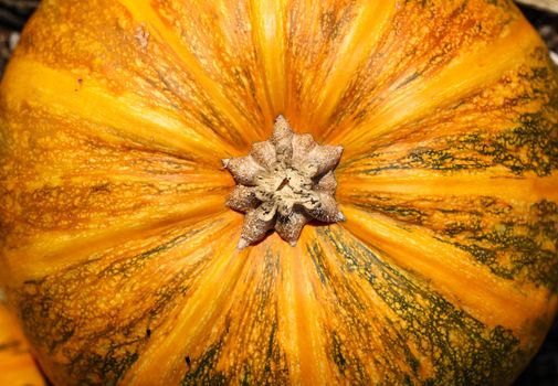 Close up ripe orange colored pumpkin background texture