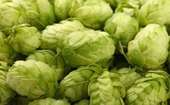 Close up full frame background pattern of fresh green hops, ingredient for beer or herbal medicine, high angle view