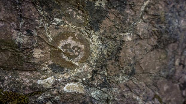 Fossil in the rock close up view