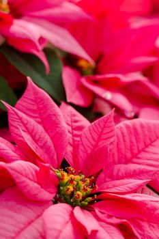 Bright poinsettias for the Christmas/holiday season.