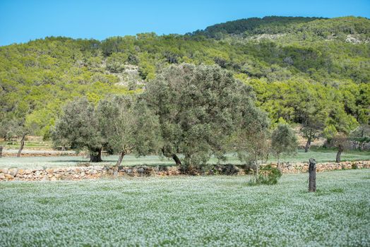 Rural fields of Santa Anges de la Corona, Ibiza, Spain.