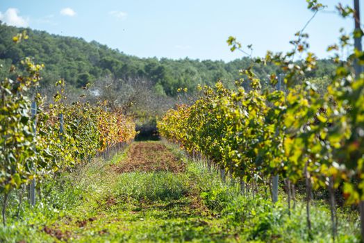 Vineyard, Sant Mateu  de la  Albarca in Ibiza, Islas Baleares, Spain