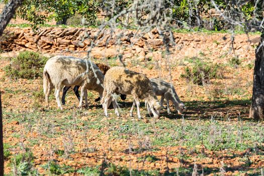 Herd of sheep in the winter field in Sant Mateu de la Albarca, Ibiza, Spain.