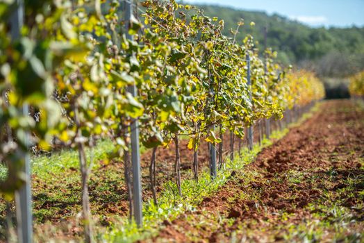 Vineyard, Sant Mateu  de la  Albarca in Ibiza, Islas Baleares, Spain