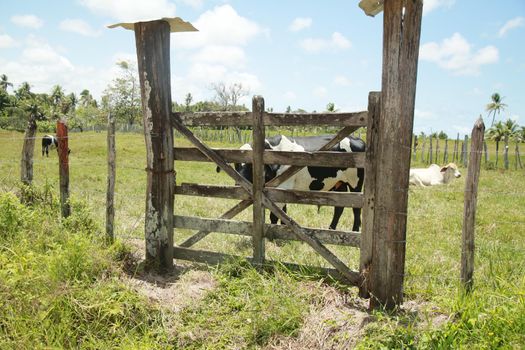 conde, bahia, brazil - october 8, 2021: gatekeeper of a cattle ranch in the city of Conde, north coast of Bahia.
