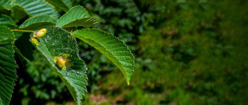 chestnut leaves affected by nutcracker - gall bug close- up. High quality photo