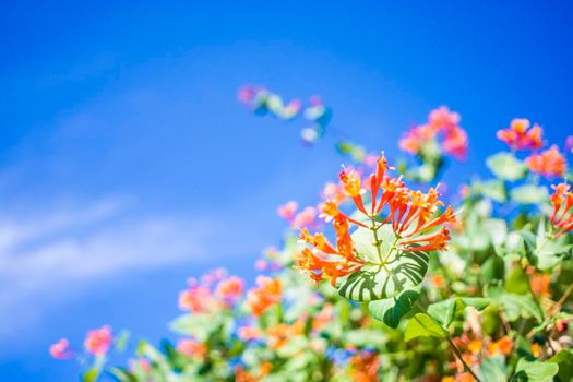 Closeup the image of a house plant on the background of beautiful dramatic sky. High quality photo