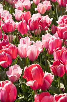 spring flower beds of blooming colorful pink purple tulips in a large park, High quality photo