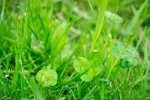 green clover leaves background with some parts in focus. four - leaf clover in the middle of the usual Shamrock . background concept for st. patrick's day, luck, irish culture. High quality photo