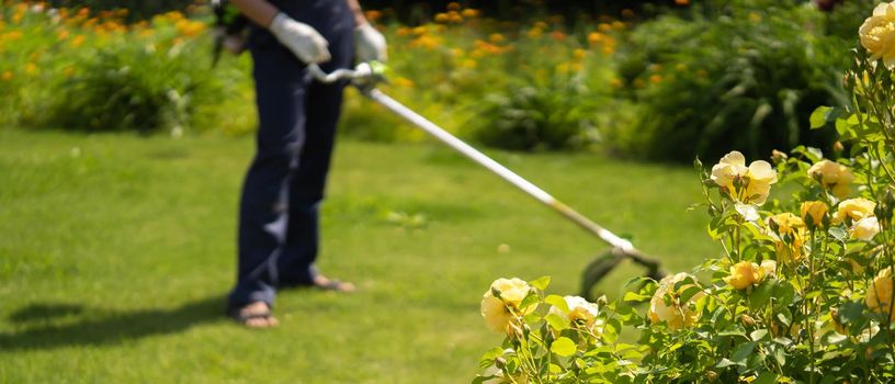 Man is mowing a lawn in his beautiful green floral summer garden. A professional gardener is cutting the grass in gloves, person is blurred. Focus on the flowers, on the foreground.