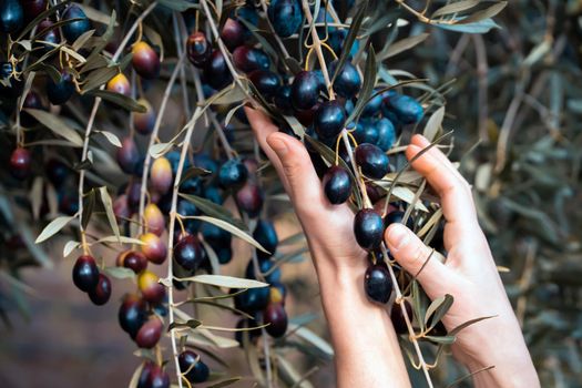 A female hand holds an olive branch with ripe juicy dark olives in the garden during the harvest, the girl is engaged in farming and growing olive trees.